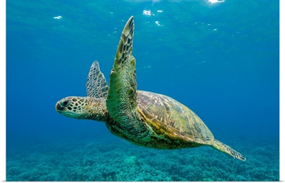 Green sea turtle underwater, Maui, Hawaii, USA