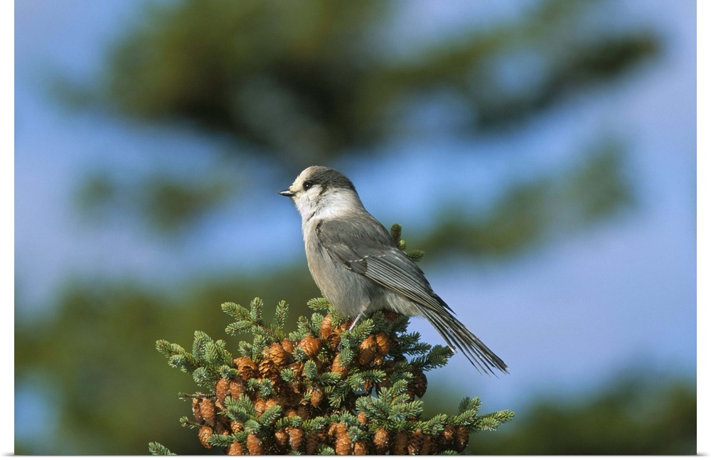 Grey jay bird, Kouchibouguac National Park, New Brunswick, Canada