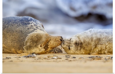 Grey Seal Mother And Pup, Winterton On Sea Beach, Norfolk, England
