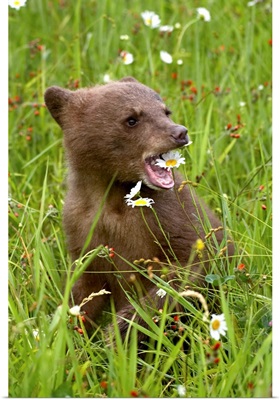 Grizzly bear cub in captivity, eating an oxeye daisy flower, Sandstone, Minnesota, USA