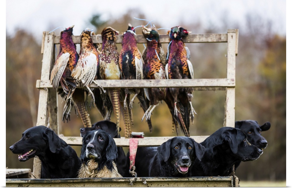 Gun dogs, Buckinghamshire, England, United Kingdom, Europe