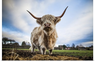 Highland Cattle, Bos Taurus, Gloucestershire, England