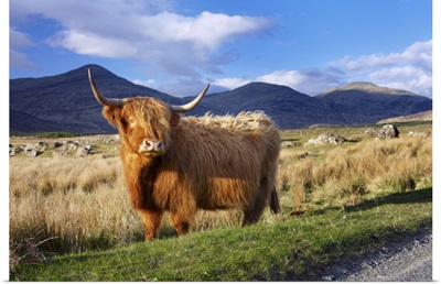Highland Cattle, Mull, Scotland