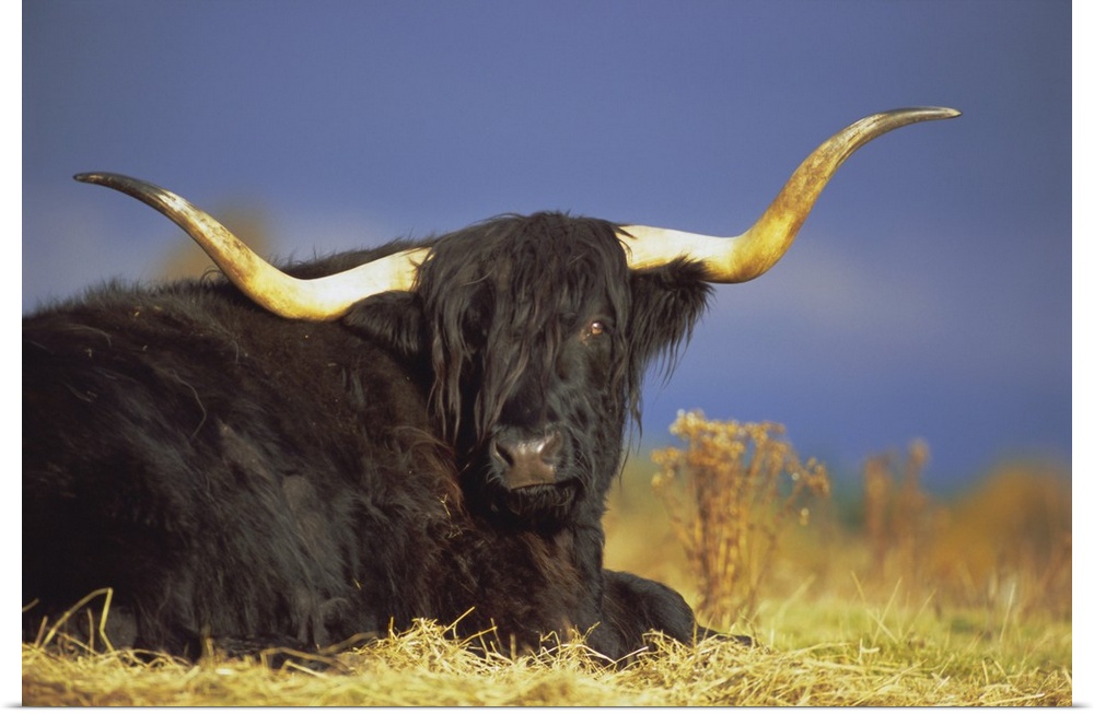 Highland cattle, Scotland, UK, Europe