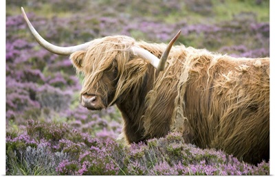 Highland cow grazing among heather, Isle of Skye, Highlands, Scotland