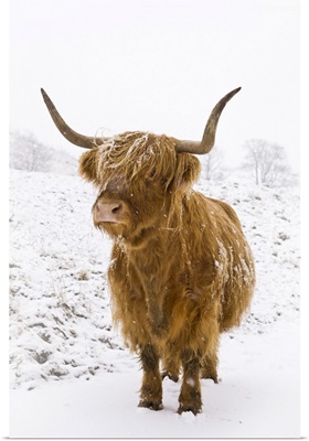 Highland Cow In Winter Snow, Yorkshire Dales, Yorkshire, England