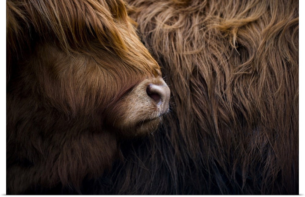 Highland cow near Shiel Bridge in the Scottish Highlands, Scotland, United Kingdom, Europe