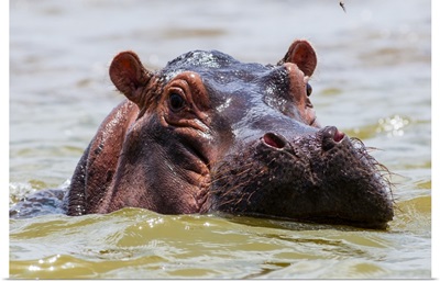 Hippopotamus, Lake Jipe, Tsavo West National Park, Kenya, East Africa, Africa