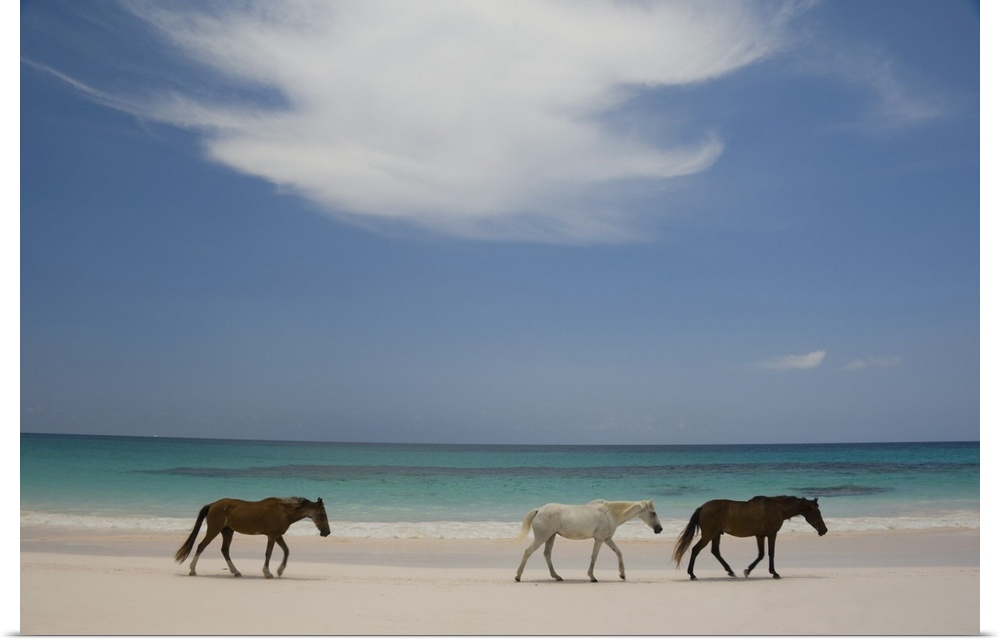 Horses walking on Pink Sands Beach, Harbour Island, The Bahamas, West Indies, Central America