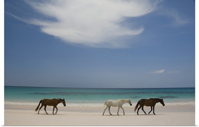 Horses Walking On Pink Sands Beach, Harbour Island, The Bahamas, West Indies
