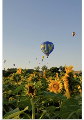 Hot air ballooning over fields of sunflowers in the early morning, Charente, France