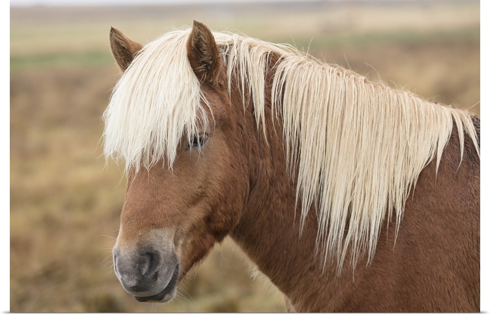 Icelandic horse, Snaefellsnes peninsula, Iceland, Polar Regions