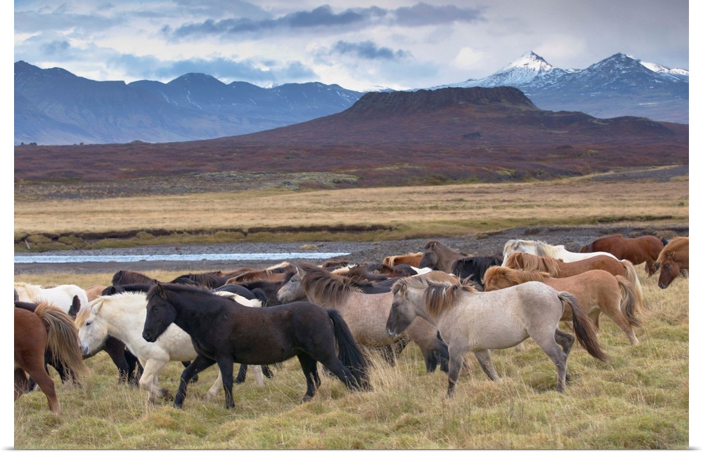 Icelandic horses near Snorrastadir, Eldborg volcano, snow-covered peaks of Ljosufjoll and Eldborg volcano visible behind, ...