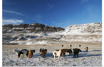 Icelandic horses, Iceland, Polar Regions
