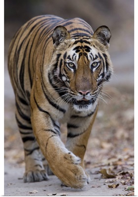 Indian tiger, Bandhavgarh Tiger Reserve, Madhya Pradesh state, India
