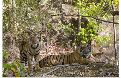 Indian Tiger yawning, Bandhavgarh National Park, Madhya Pradesh state, India