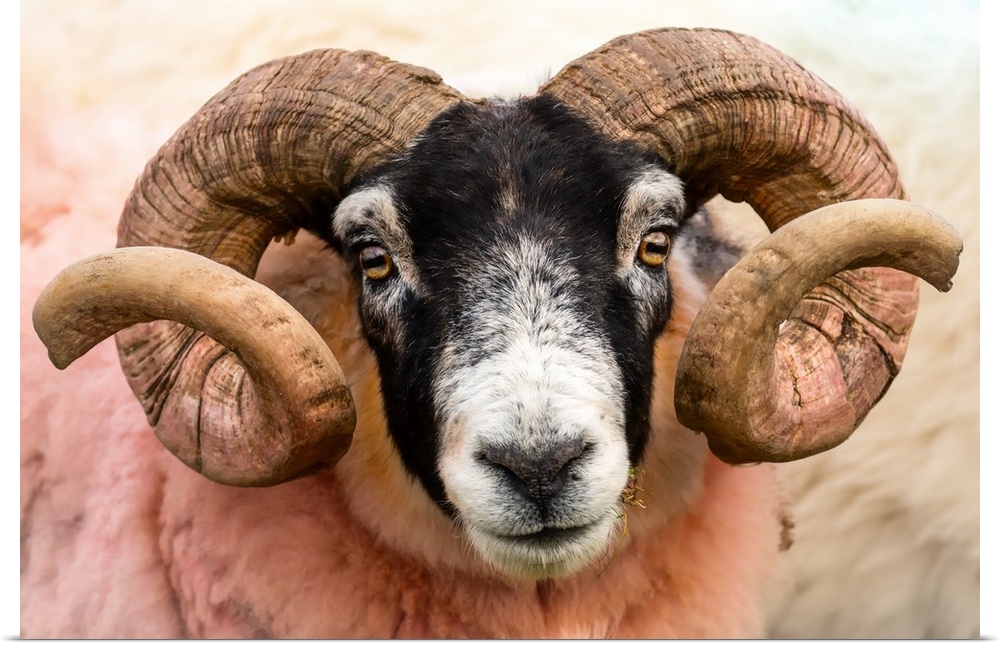 Isle of Mull sheep, Scotland, United Kingdom, Europe