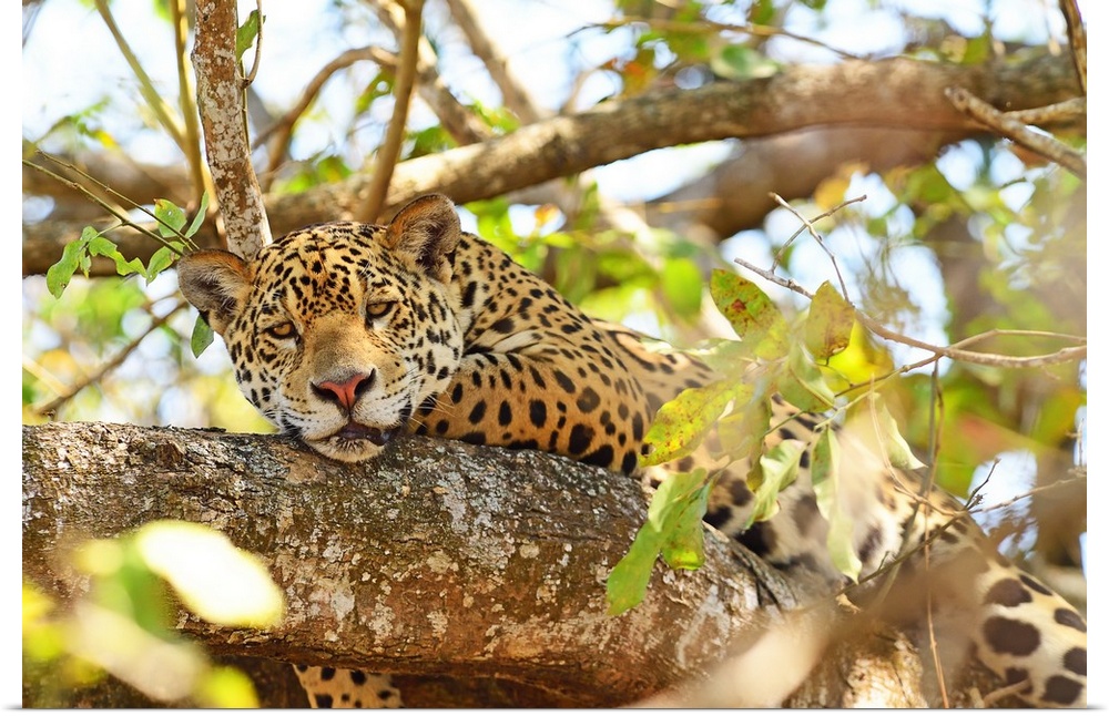 Jaguar (Panthera onca), Pantanal, Mato Grosso, Brazil, South America