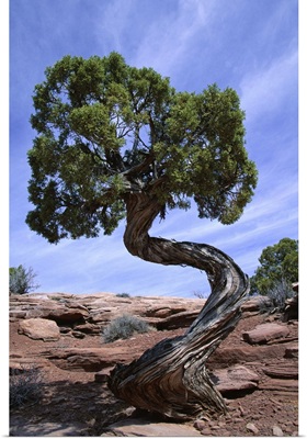 Juniper tree with curved trunk, Canyonlands National Park, Utah