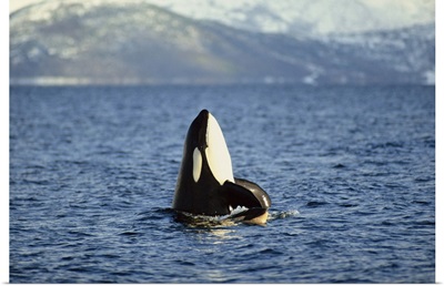 Killer whale spy hopping with calf in an Arctic Fjord, Norway, Scandinavia