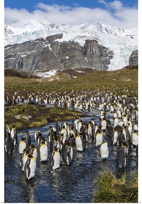 King penguins, Peggoty Bluff, South Georgia Island, South Atlantic Ocean