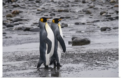 King penguins, Salisbury Plain, South Georgia, South Atlantic