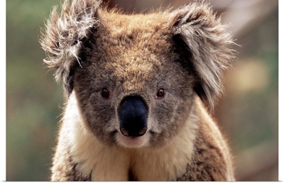 Koala bear, Phillip Island, Victoria, Australia, Pacific