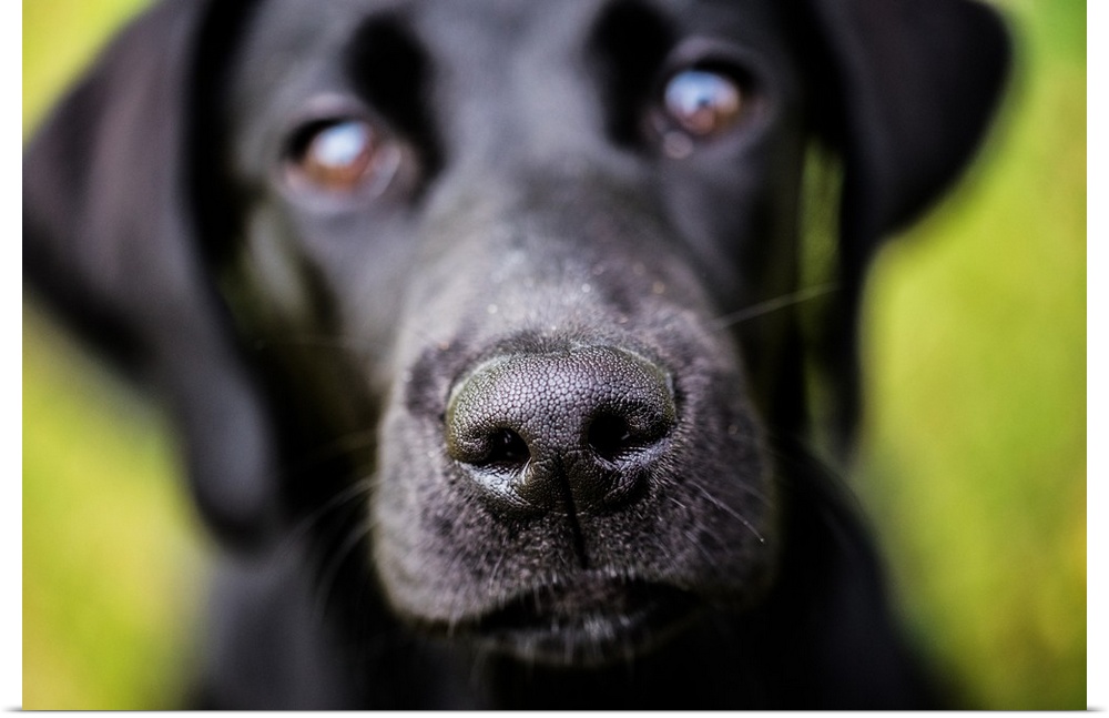 Labrador nose