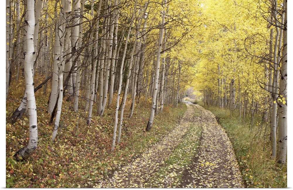 Lane through fall aspens, Ophir Pass, Uncompahgre National Forest, Colorado