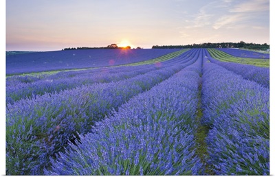 Lavender Field At Snowshill Lavender, The Cotswolds, Gloucestershire, England