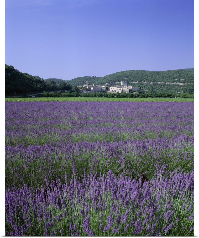 Lavender fields and the village of Montclus, Gard, Languedoc-Roussillon, France