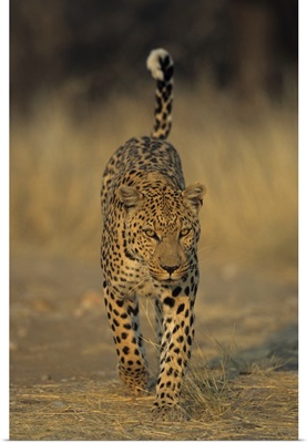 Leopard, Duesternbrook Private Game Reserve, Windhoek, Namibia, Africa
