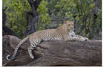 Leopard, Mashatu Game Reserve, Botswana, Africa