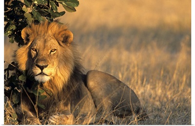 Lion, Chobe National Park, Savuti, Botswana, Africa
