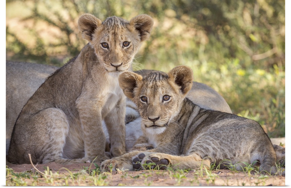 Lion cubs (Panthera leo), Kgalagadi Transfrontier Park, Northern Cape, South Africa, Africa