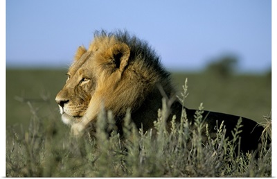 Lion, Kalahari Gemsbok Park, South Africa, Africa