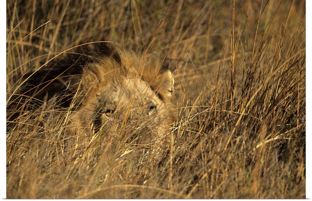 Lion, Moremi Wildlife Reserve, Botswana, Africa
