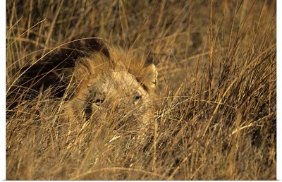 Lion, Moremi Wildlife Reserve, Botswana, Africa