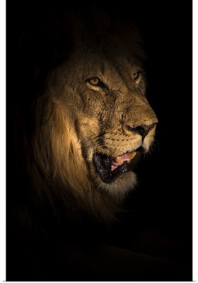 Lion (Panthera Leo) At Night, Elephant Plains, Sabi Sand Game Reserve, South Africa