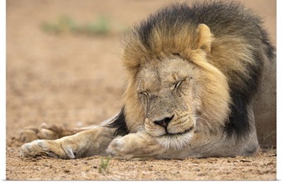 Lion (Panthera Leo) Sleeping, Kgalagadi Transfrontier Park, South Africa, Africa