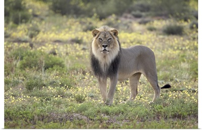 Lion standing among yellow wild flowers, Northern Cape, South Africa
