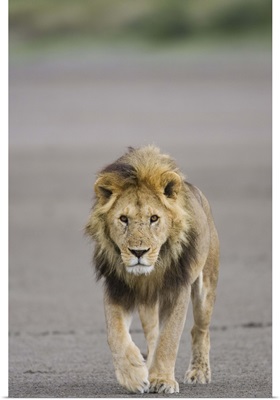 Lion walking towards camera, Serengeti National Park, Tanzania, Africa