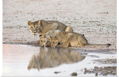 Lioness and cubs at water, Kgalagadi Transfrontier Park, South Africa, Africa