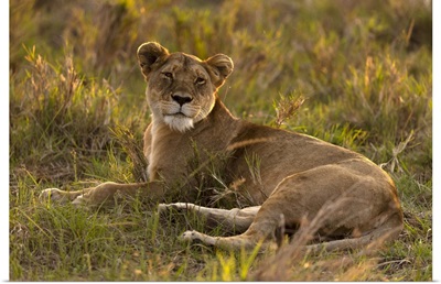 Lioness In Savanna, Masai Mara National Park, Kenya