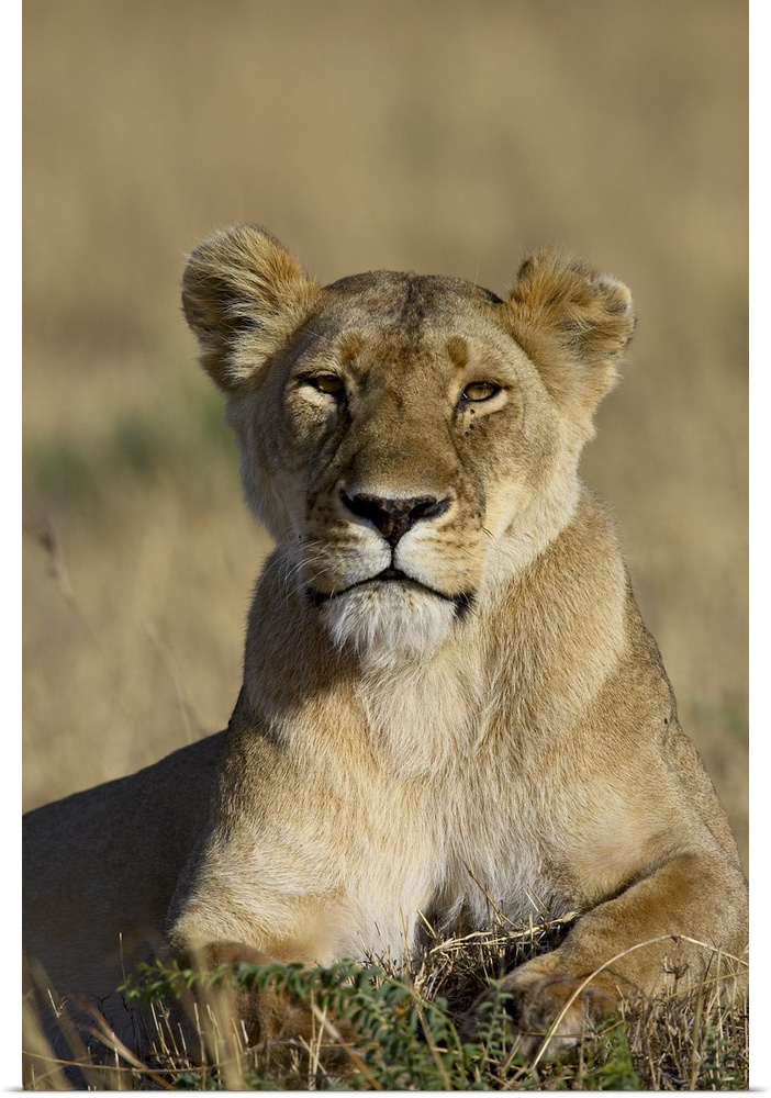 Lioness, Masai Mara National Reserve, Kenya, Africa