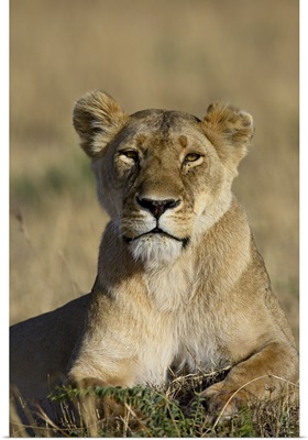 Lioness, Masai Mara National Reserve, Kenya, Africa