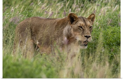 Lioness, Tsavo, Kenya