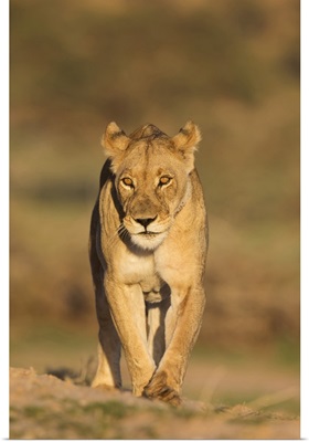 Lionessin the Kalahari, Kgalagadi Transfrontier Park, Northern Cape, South Africa