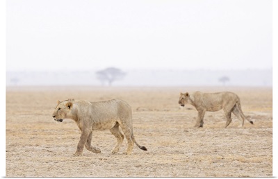 Lions, Amboseli National Park, Kenya, Africa