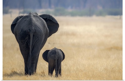 Little And Large, Elephant Calf And Mother, Hwange National Park, Zimbabwe